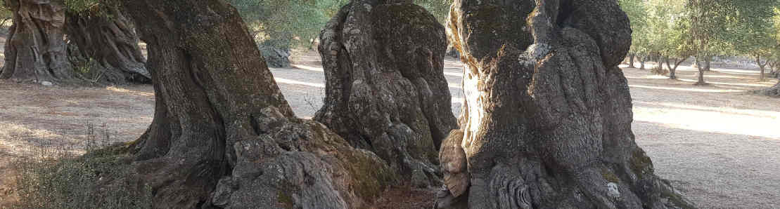 millenary trees zante